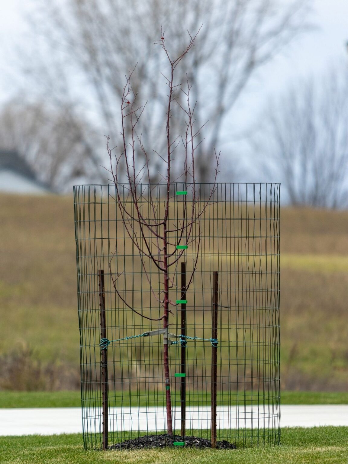 Pest Control Wire Using Wire Mesh for Effective Pest Control - Wire Cloth Man